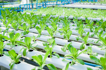 Greenhouse greenhouse greenhouse soilless cultivation of vegetables