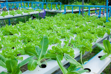 Greenhouse greenhouse greenhouse soilless cultivation of vegetables