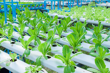 Greenhouse greenhouse greenhouse soilless cultivation of vegetables