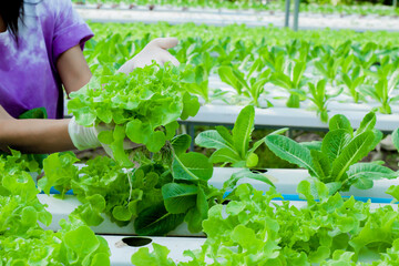The owner of the Hydroponics farm is monitoring the growth of vegetables compared to orders from...