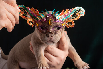 Little cute puppy in a carnival New Year's mask. Carnival for pets. Merry family Christmas and New...