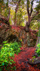 Beautiful and colorful austral subpolar forest landscape at Ensenada Zaratiegui Bay in Tierra del Fuego National Park, near Ushuaia and Beagle Channel, Patagonia, Argentina, in Autumn colors.