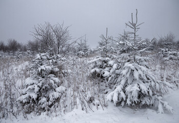 Snowy forest and trees in winter