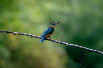 Eisvogel 