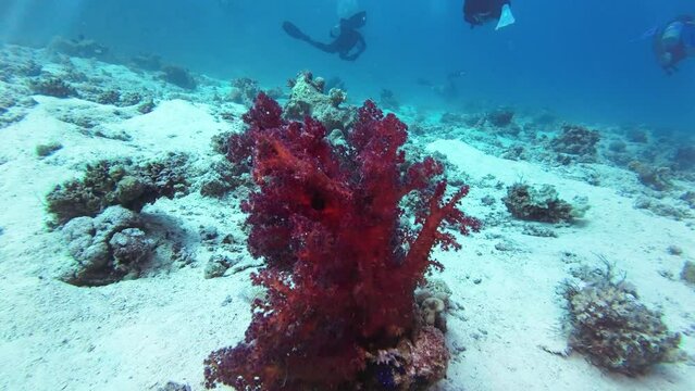 Red soft coral, Dendronephthya Klunzingeri, Red Sea Egypt