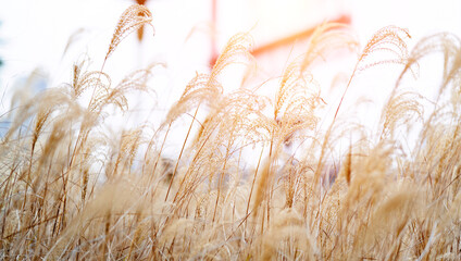 Dry reeds under sky in autumn