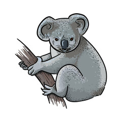 Koala bear cartoon Isolated vector illustration. Australian animal.