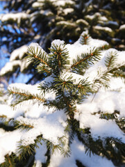 snow covered needles
