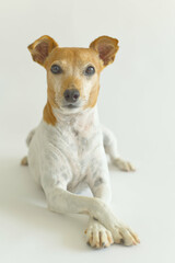 Jack russell terrier dog posing on white background with front paws crossed