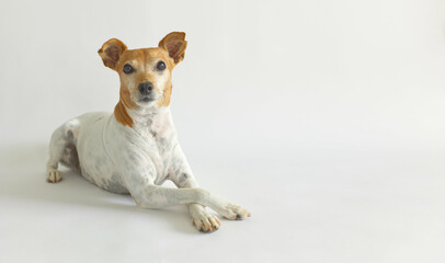 Jack russell terrier dog posing on white background with front paws crossed, copy space