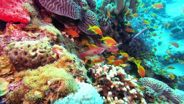 Many colorful coral fish hide on the coral reef between hard corals, Red Sea Egypt