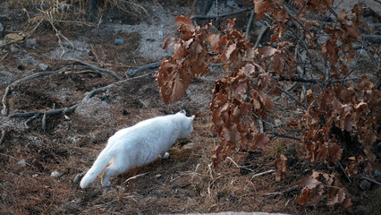 The time of the wild odd-eyed white cat, eating, smelling, resting, confronting, resting, and...
