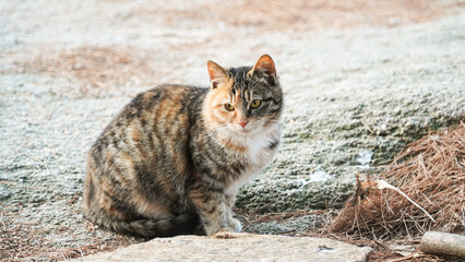 The beauty of the newly appeared mackerel taebi cat