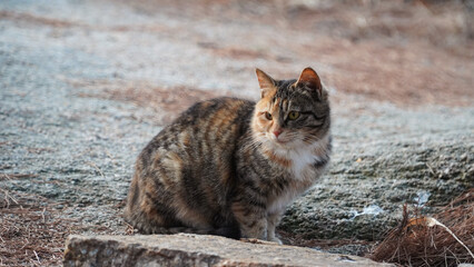 The beauty of the newly appeared mackerel taebi cat