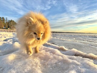 Naklejka na ściany i meble Pomeranian Spitz dog, small puppy is walking on snow on sea beach