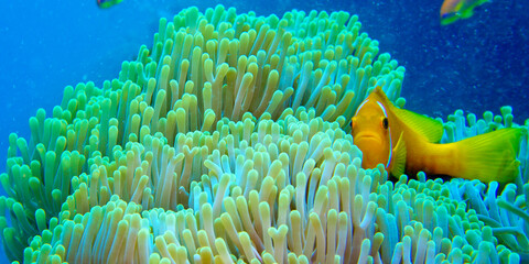 Fototapeta na wymiar Blackfinned Anemonefish, Amphiprion nigripes, Magnificent Sea Anemone, Heteractis magnifica, Coral Reef, South Malé Atoll, Maldives, Indian Ocean, Asia
