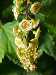 Flowers on a currant in spring.