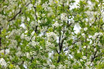 Flowers on the branches of a plum tree in spring.