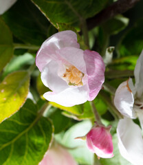 Flowers on the branches of an apple tree in spring.