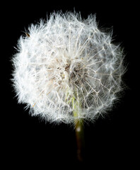 Fluffy dandelion isolated on black background.