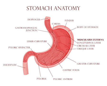 Human stomach inside visualization