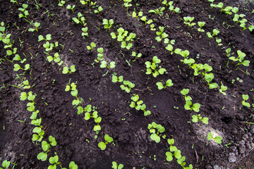 Radish sprouts break through the ground in spring.