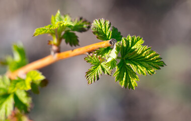 Green leaves on a raspberry branch in spring.