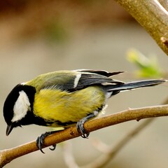 Great tit