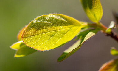 Green leaves on a plum branch in spring.