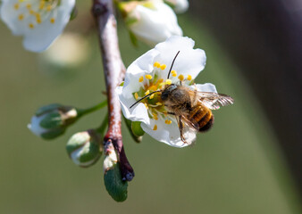 Bee on a fruit tree flower in spring.