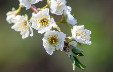Flowers on branches of cherry in spring.