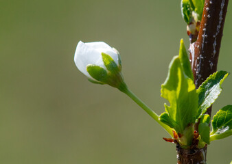 Flowers on branches of cherry in spring.