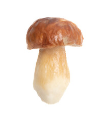 Fresh boletus mushroom isolated on white background