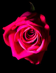 Red rose isolated on black background.