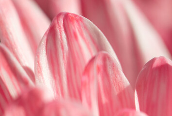Fototapeta na wymiar Petals of pink chrysanthemum flowers as background.