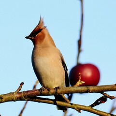 Bohemian waxwing
