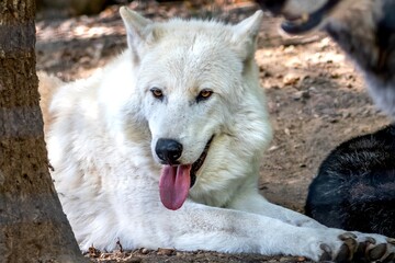 Obraz premium gros plan du superbe loup blanc du zoo d'Ardes sur Couze dans le puy de mode