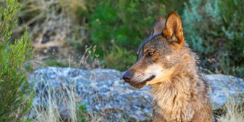 Iberian Wolf, Grey Wolf, Canis lupus signatus, Zamora, Castile and León, Spain, Europe