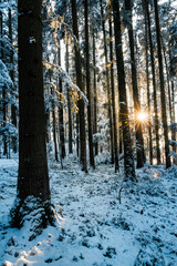 winter sun shining into deep frozen forest in Emmental