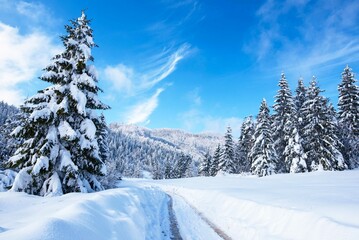 Obraz premium Winter snowy panorama of forest and blue sky 