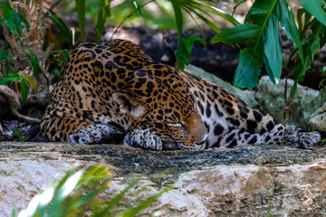 Fototapeta na wymiar The jaguar resting on a rock is the big cat of America, it lives wildly in the tropical jungle and is very dangerous, fast and a great predator, which is sought after by many tourists.