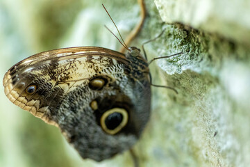 A butterfly after its metamorphosis enjoying the jungle a rocky wall of the Mexican natural environment of the Xcaret park in the Mayan Riviera of Mexico, it is a place very visited by travelers.