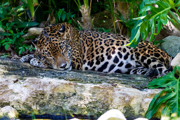A jaguar lying and resting on a rock is the big cat of America, it lives wildly in the tropical jungle and is very dangerous, fast and a great predator, which is sought after by many tourists.