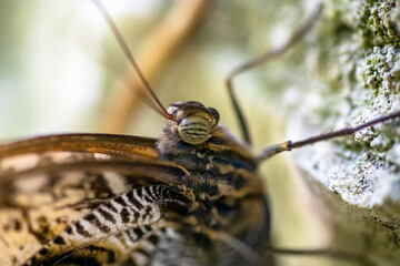 Face of a butterfly after its metamorphosis enjoying a rocky wall of the Mexican natural environment of the Xcaret park in the Mayan Riviera of Mexico, a place very visited by travelers and tourists.