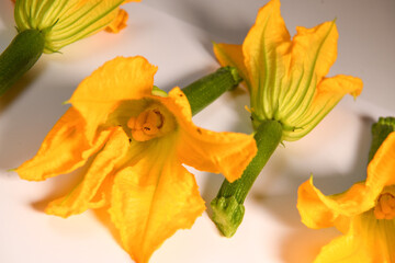 Zucchini flowers on a white background. High quality photo