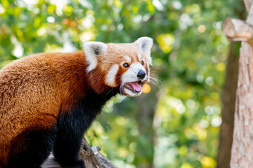 panda roux du zoo d'Ardes sur couze dans le puy de dôme avec sa belle tête de peluche marron