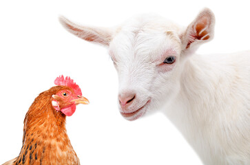 Goatling and red hen closeup isolated on white background