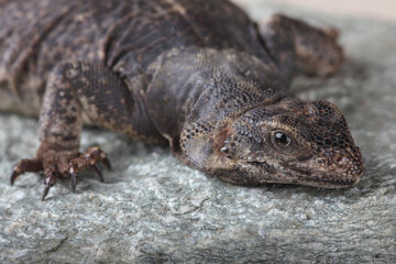 A portrait of a Chuckwalla basking on a rock
