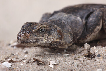 A Chuckwalla enjoying the warmth on a rock
