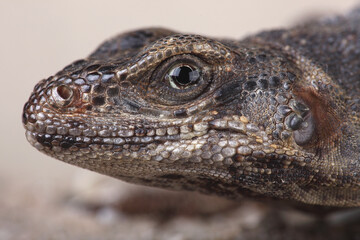 A portrait of a Chuckwalla
